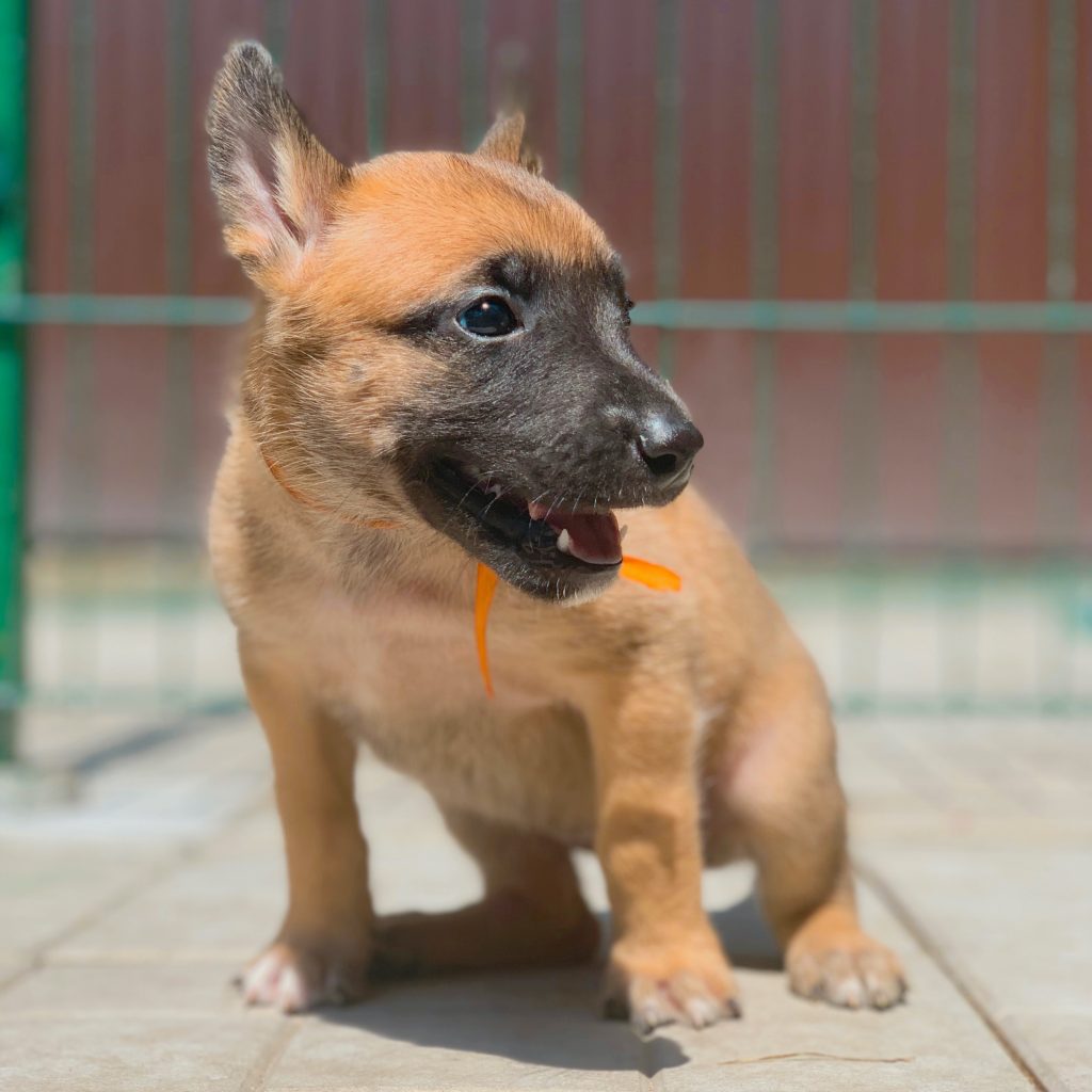 Belgian malinois store 1 month old